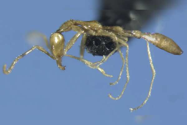 Researchers Uncover New Species of Ant in Australia's Pilbara Region: Meet Leptanilla Voldemort