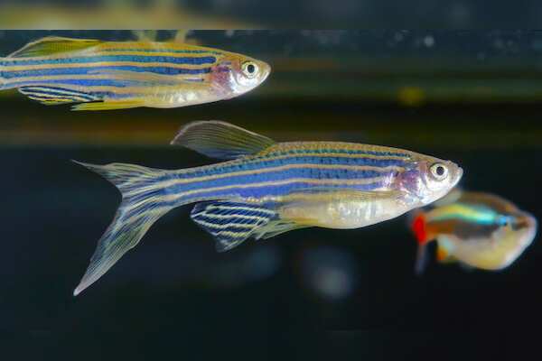 Unraveling the Mystery of Heart Regeneration: A Comparative Study of Zebrafish and Medaka