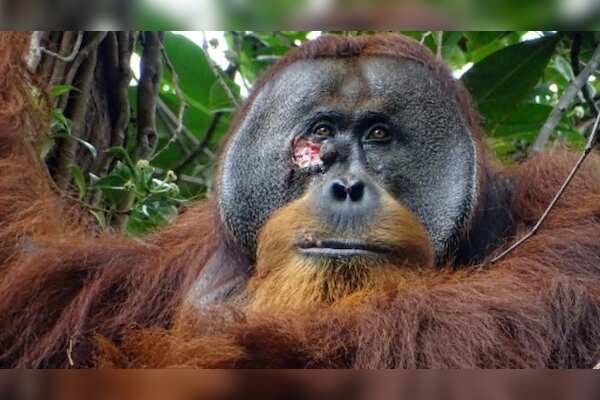 Orangutan Rakus Demonstrates Remarkable Intelligence Through Self-Medicating with Medicinal Herbs